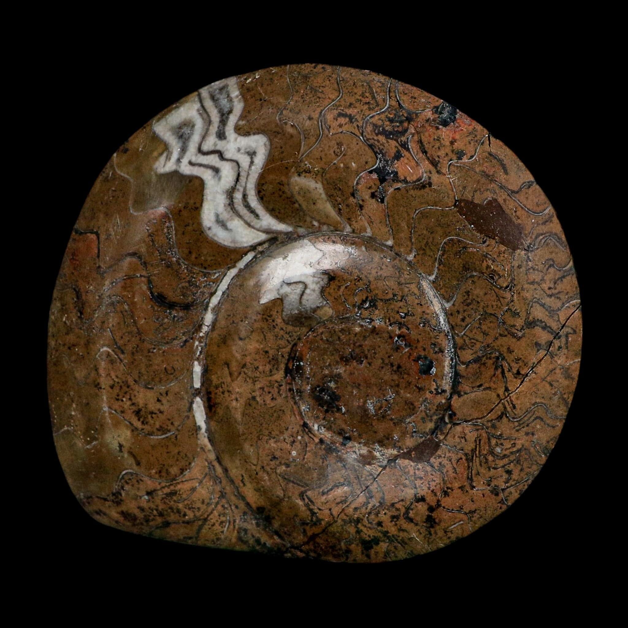 5" Goniatite Ammonite Fossil Polished Morocco Devonian Age COA