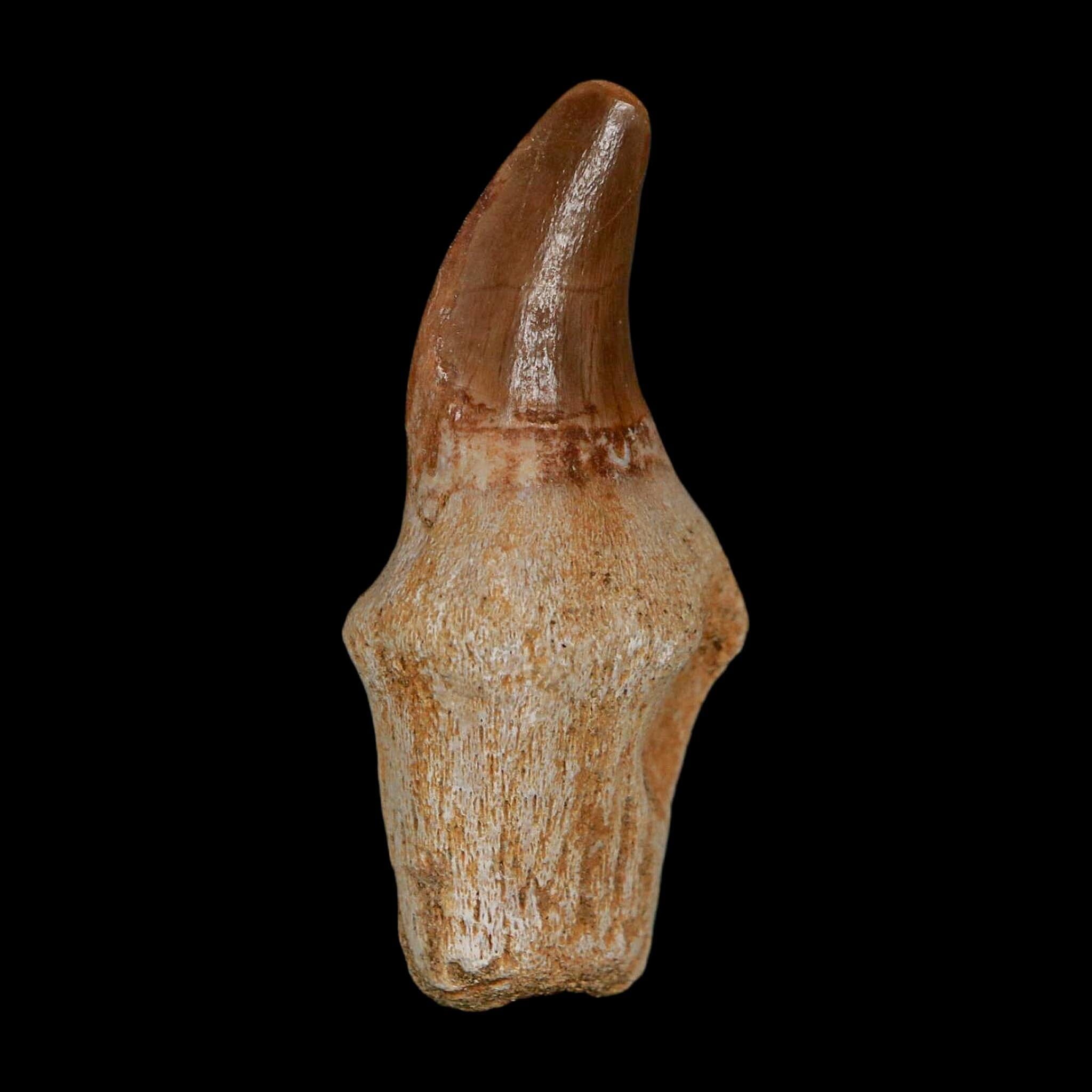 1.9" Halisaurus Walkeri Mosasaur Fossil Tooth Rooted Cretaceous Dinosaur Era COA - Fossil Age Minerals