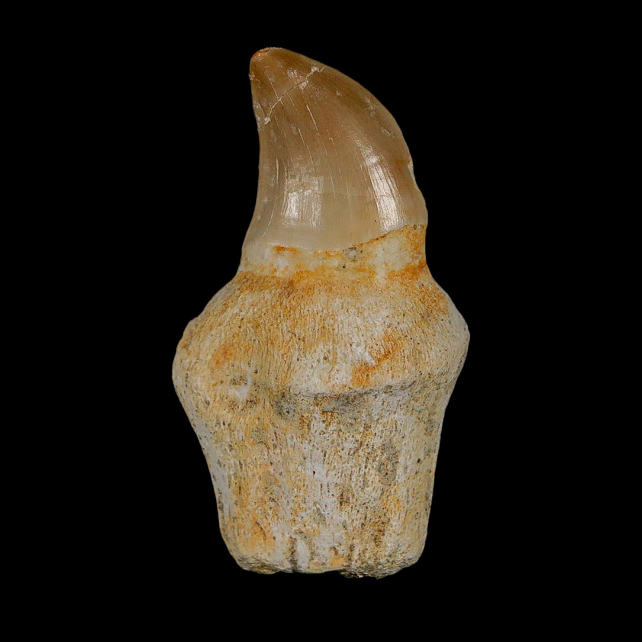 1.7" Halisaurus Walkeri Mosasaur Fossil Tooth Rooted Cretaceous Dinosaur Era COA - Fossil Age Minerals