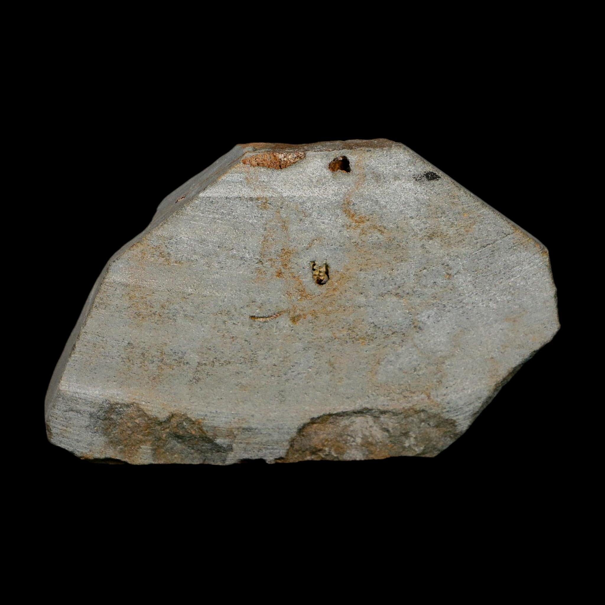 2.9" Brittlestar Ophiura Sp Starfish Fossil Ordovician Age Morocco COA - Fossil Age Minerals