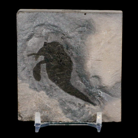 1.7" Eurypterus Sea Scorpion Fossil Eurypterid Silurian 420 Mil Yrs Old New York Stand