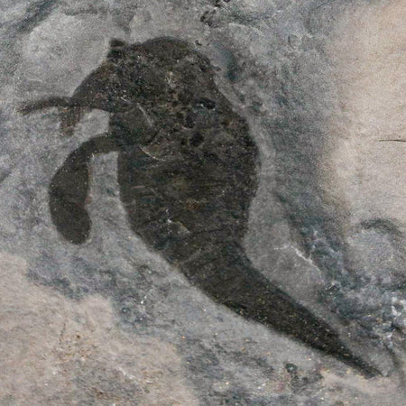 1.7" Eurypterus Sea Scorpion Fossil Eurypterid Silurian 420 Mil Yrs Old New York Stand