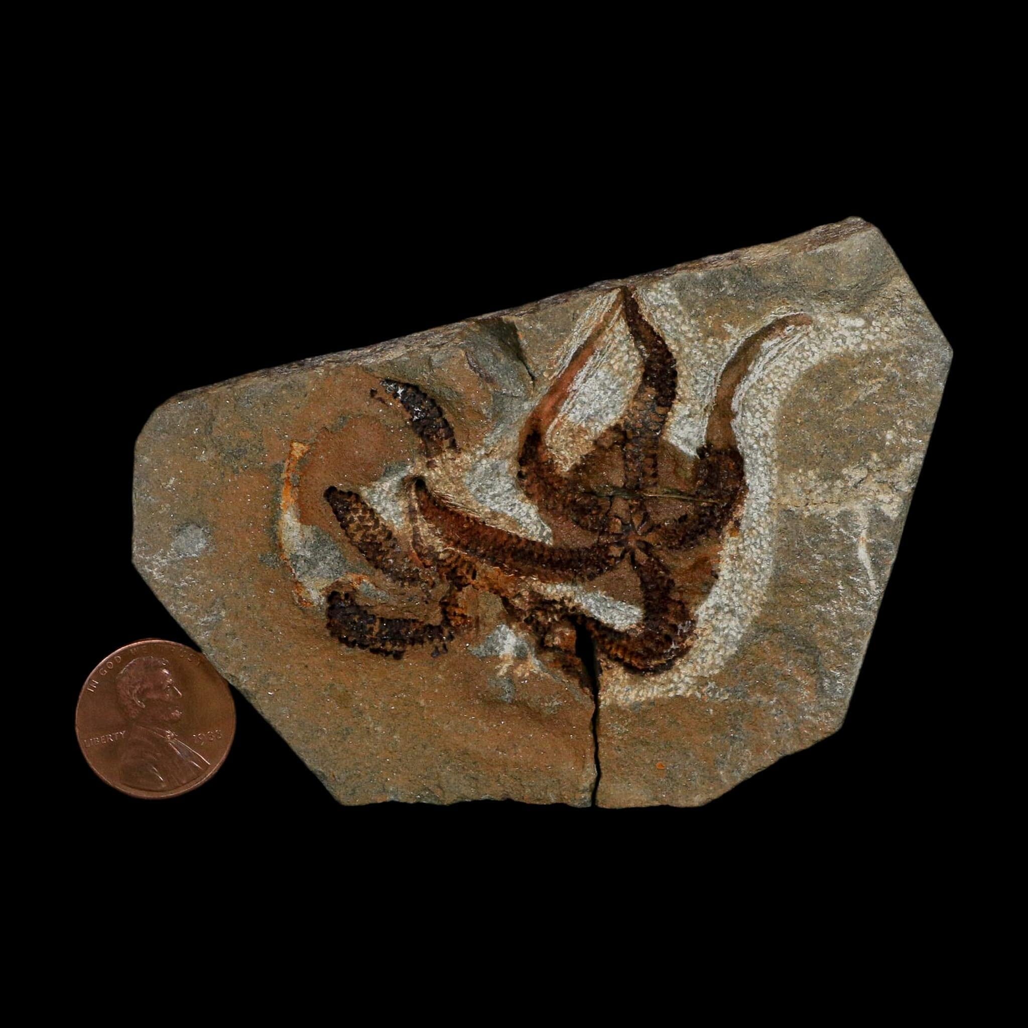 2.4" Brittlestar Ophiura Sp Starfish Fossil Ordovician Age Morocco COA - Fossil Age Minerals
