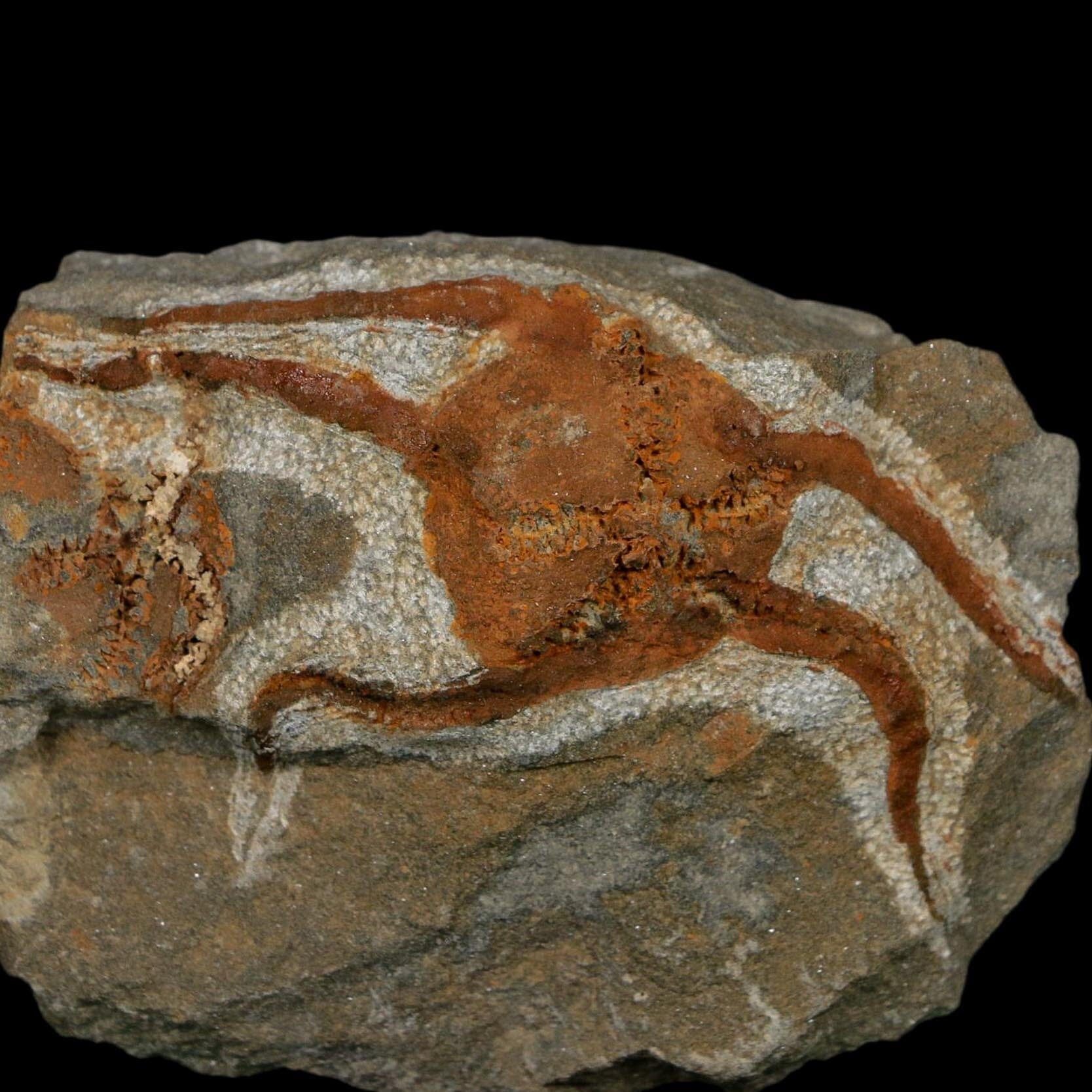2.8" Brittlestar Ophiura Sp Starfish Fossil Ordovician Age Morocco COA - Fossil Age Minerals