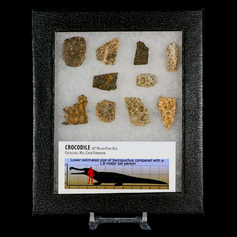 Crocodile Scute Armor Dermal Plates Dinosaur Age Hell Creek FM Montana Display - Fossil Age Minerals