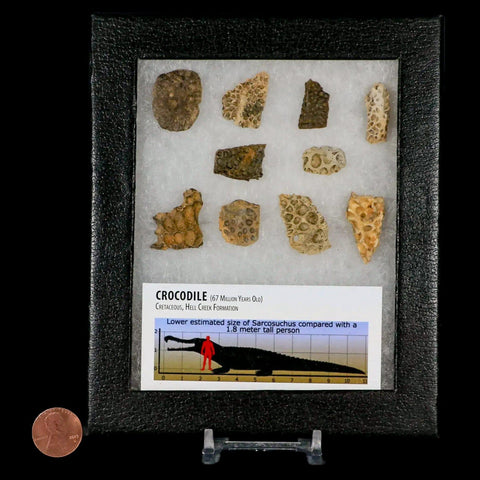 Crocodile Scute Armor Dermal Plates Dinosaur Age Hell Creek FM Montana Display - Fossil Age Minerals