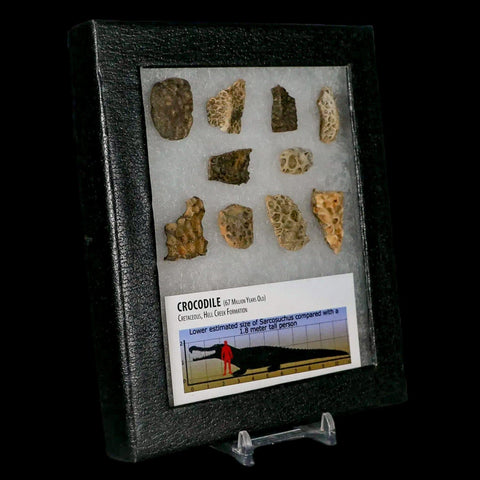 Crocodile Scute Armor Dermal Plates Dinosaur Age Hell Creek FM Montana Display - Fossil Age Minerals