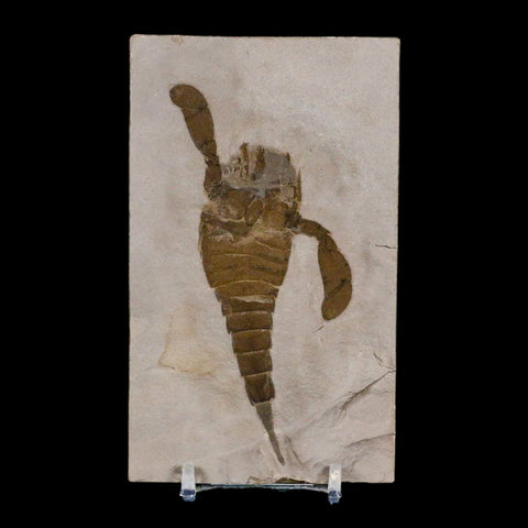 4.1" Eurypterus Sea Scorpion Fossil Eurypterid Silurian 420 Mil Yrs Old New York Stand - Fossil Age Minerals
