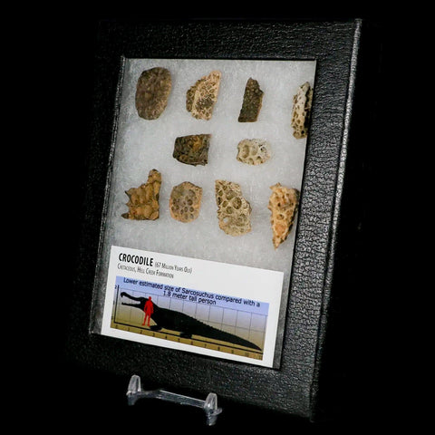 Crocodile Scute Armor Dermal Plates Dinosaur Age Hell Creek FM Montana Display - Fossil Age Minerals