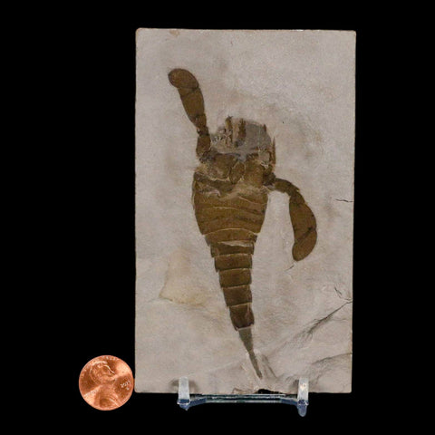 4.1" Eurypterus Sea Scorpion Fossil Eurypterid Silurian 420 Mil Yrs Old New York Stand - Fossil Age Minerals