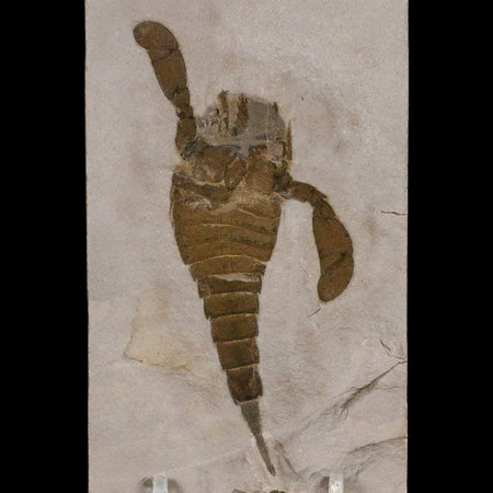 4.1" Eurypterus Sea Scorpion Fossil Eurypterid Silurian 420 Mil Yrs Old New York Stand