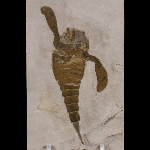 4.1" Eurypterus Sea Scorpion Fossil Eurypterid Silurian 420 Mil Yrs Old New York Stand - Fossil Age Minerals