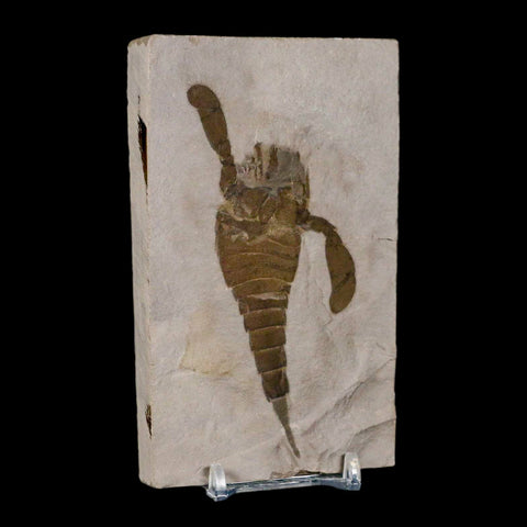 4.1" Eurypterus Sea Scorpion Fossil Eurypterid Silurian 420 Mil Yrs Old New York Stand - Fossil Age Minerals