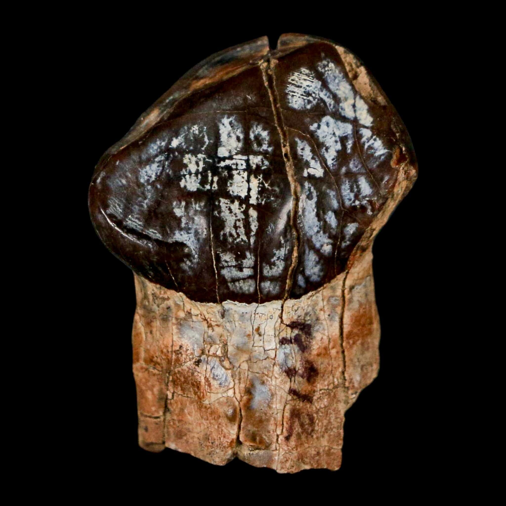 1.2" Coryphodon Fossil Tooth Willwood Formation Big Horn County Wyoming Stand - Fossil Age Minerals