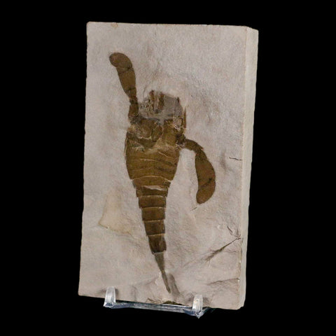 4.1" Eurypterus Sea Scorpion Fossil Eurypterid Silurian 420 Mil Yrs Old New York Stand - Fossil Age Minerals