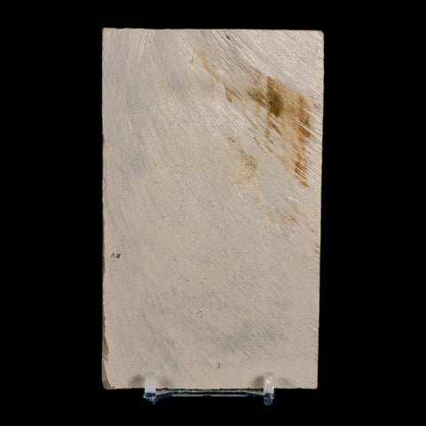 4.1" Eurypterus Sea Scorpion Fossil Eurypterid Silurian 420 Mil Yrs Old New York Stand - Fossil Age Minerals