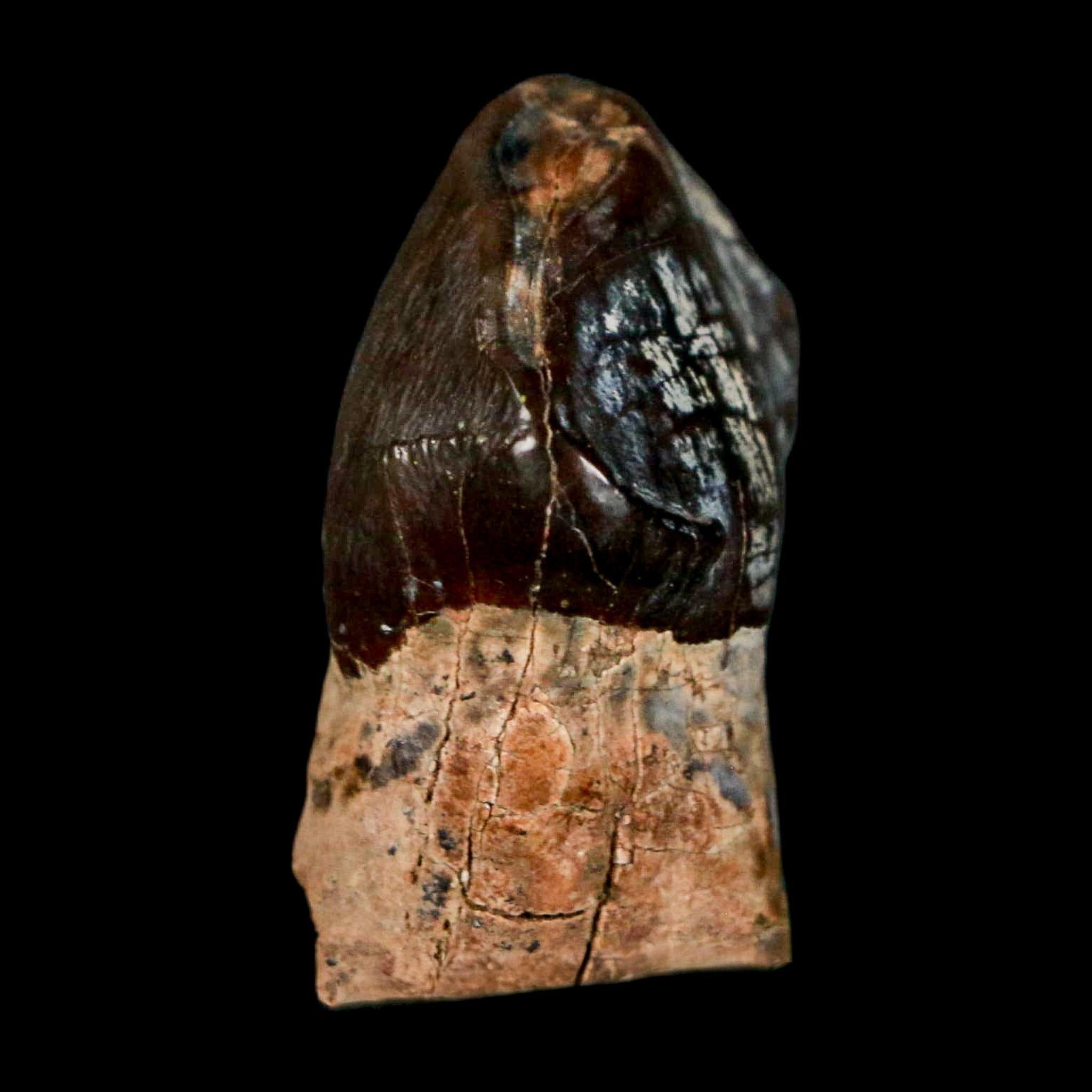 1.2" Coryphodon Fossil Tooth Willwood Formation Big Horn County Wyoming Stand - Fossil Age Minerals