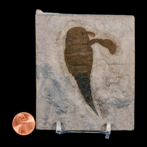 2.8" Eurypterus Sea Scorpion Fossil Eurypterid Silurian 420 Mil Yrs Old New York Stand - Fossil Age Minerals