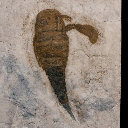 2.8" Eurypterus Sea Scorpion Fossil Eurypterid Silurian 420 Mil Yrs Old New York Stand