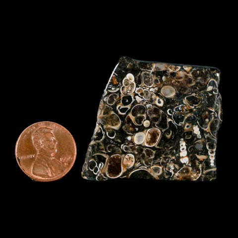 1.6" Polished Cut Slab Of Fossil Turritella Shells Eocene Age Wyoming Gastropod Shells - Fossil Age Minerals