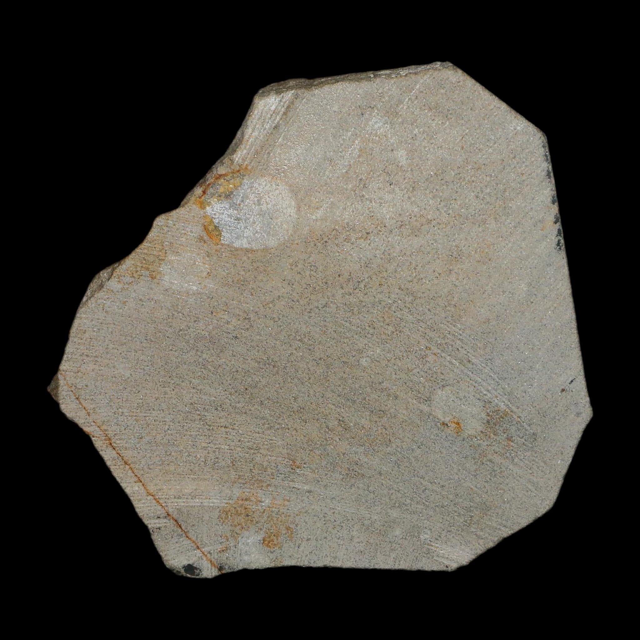 2.2" Brittlestar Ophiura Sp Starfish Fossil Ordovician Age Morocco COA - Fossil Age Minerals