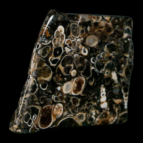 1.6" Polished Cut Slab Of Fossil Turritella Shells Eocene Age Wyoming Gastropod Shells - Fossil Age Minerals