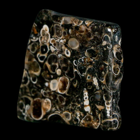 1.6" Polished Cut Slab Of Fossil Turritella Shells Eocene Age Wyoming Gastropod Shells - Fossil Age Minerals