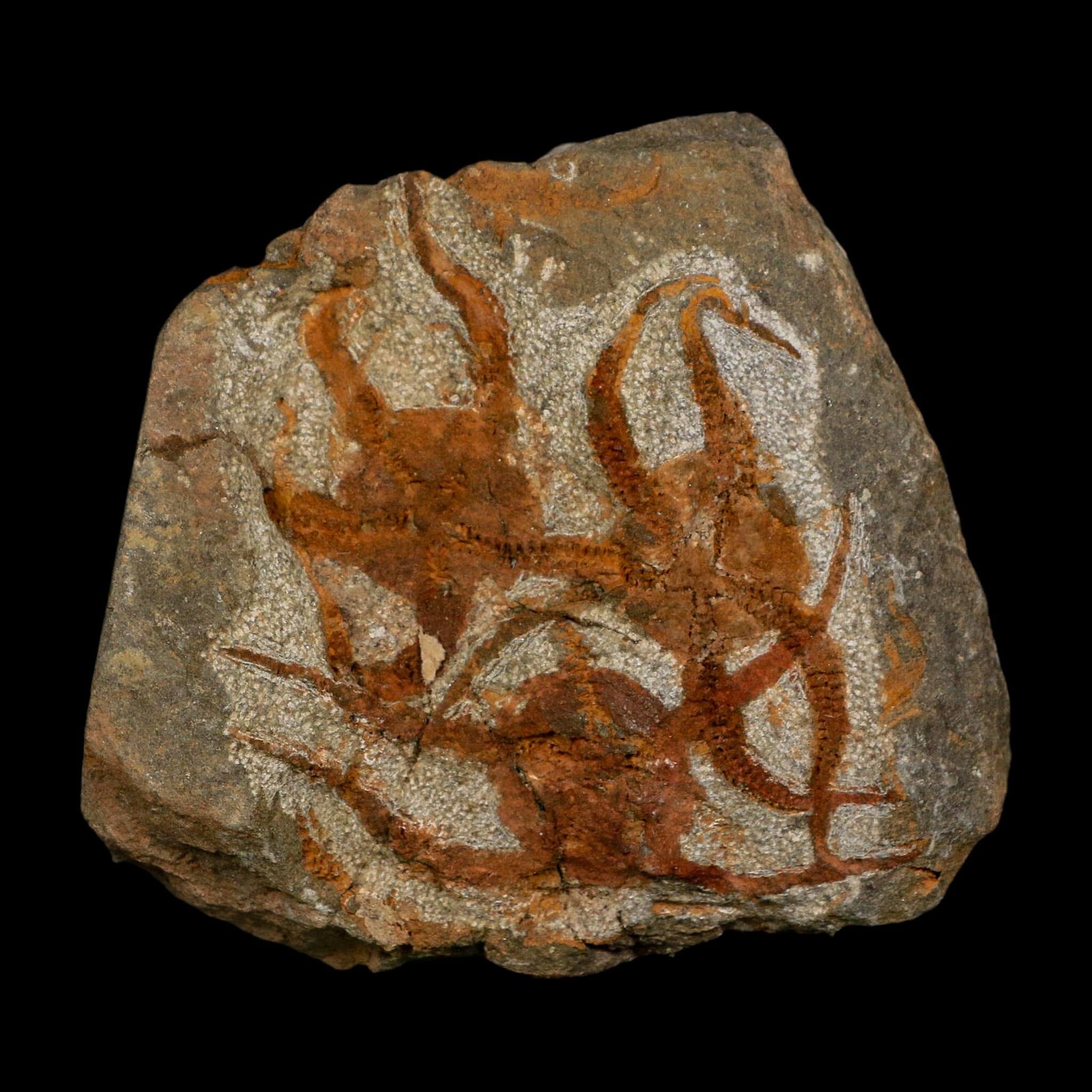 3 Three Brittlestar Ophiura Sp Starfish Fossil Ordovician Age Morocco COA - Fossil Age Minerals
