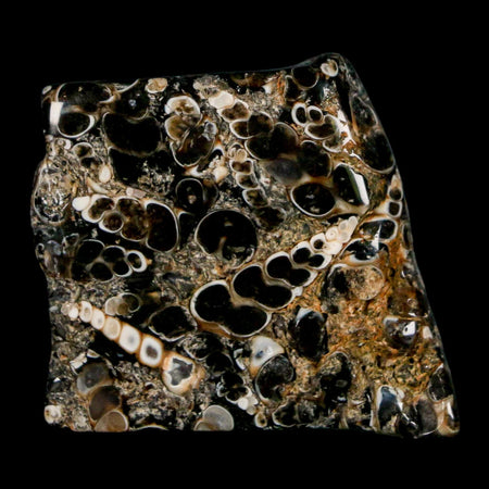 1.6" Polished Cut Slab Of Fossil Turritella Shells Eocene Age Wyoming Gastropod Shells