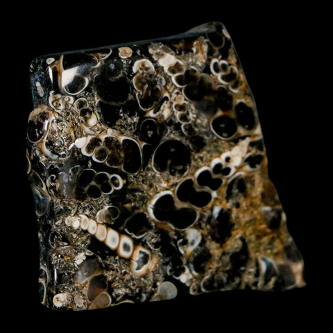 1.6" Polished Cut Slab Of Fossil Turritella Shells Eocene Age Wyoming Gastropod Shells - Fossil Age Minerals