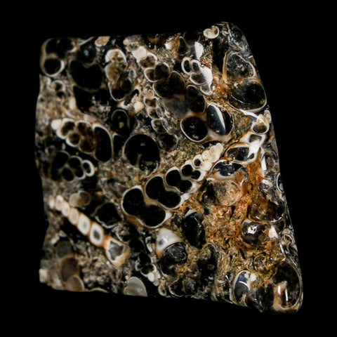 1.6" Polished Cut Slab Of Fossil Turritella Shells Eocene Age Wyoming Gastropod Shells - Fossil Age Minerals