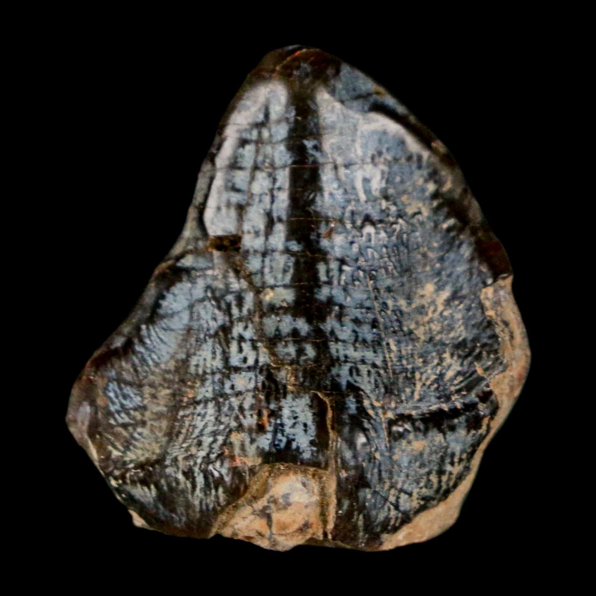 1" Coryphodon Fossil Tooth Willwood Formation Big Horn County Wyoming Stand - Fossil Age Minerals