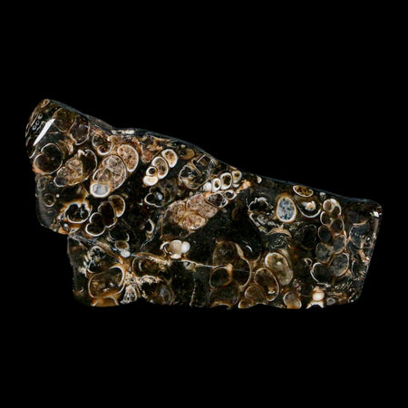 2.4" Polished Cut Slab Of Fossil Turritella Shells Eocene Age Wyoming Gastropod Shells