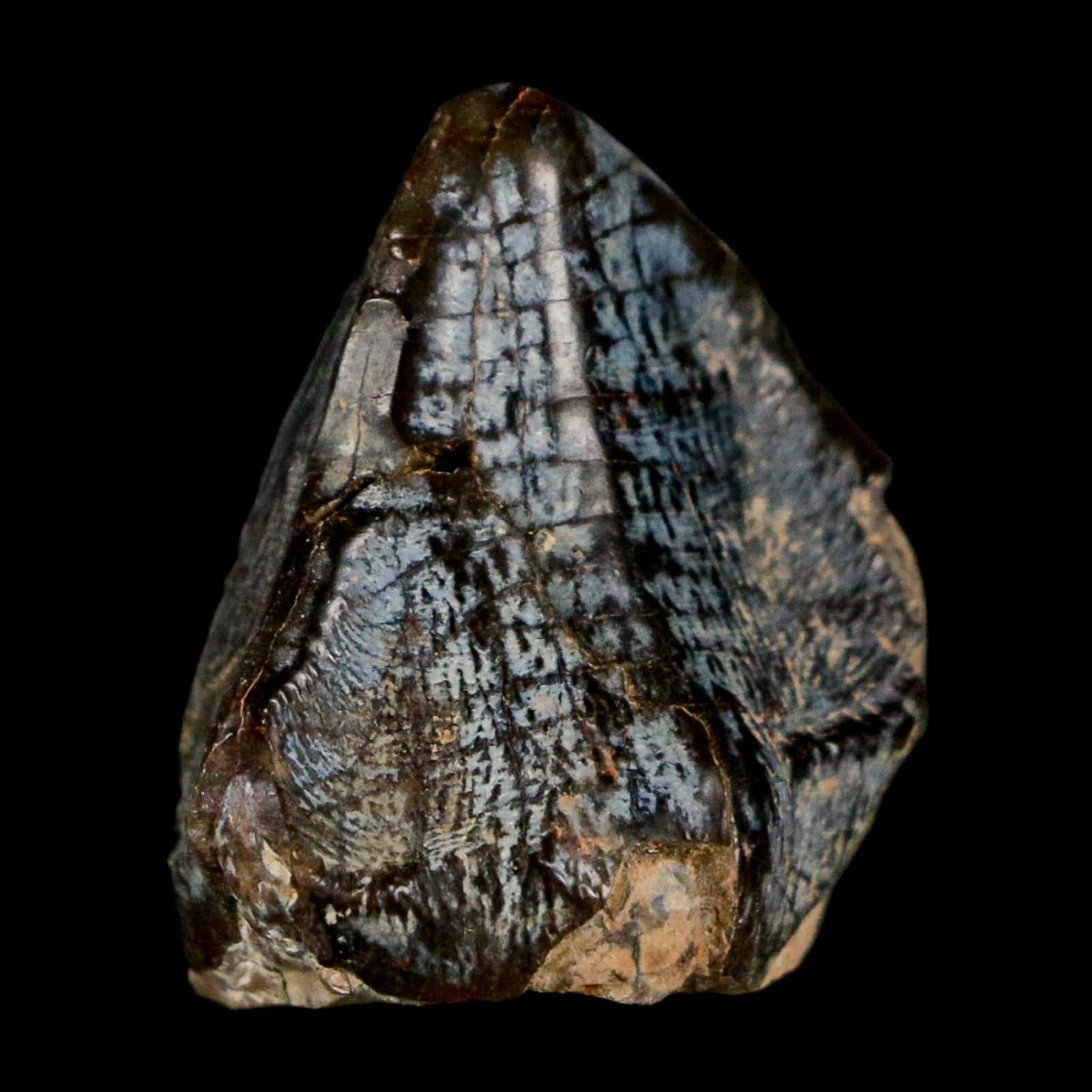 1" Coryphodon Fossil Tooth Willwood Formation Big Horn County Wyoming Stand - Fossil Age Minerals