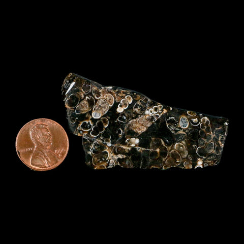 2.4" Polished Cut Slab Of Fossil Turritella Shells Eocene Age Wyoming Gastropod Shells - Fossil Age Minerals