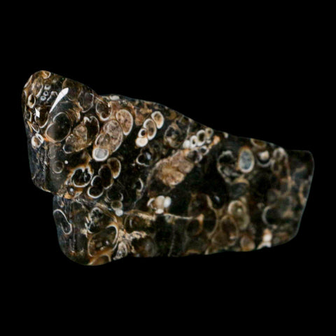 2.4" Polished Cut Slab Of Fossil Turritella Shells Eocene Age Wyoming Gastropod Shells - Fossil Age Minerals