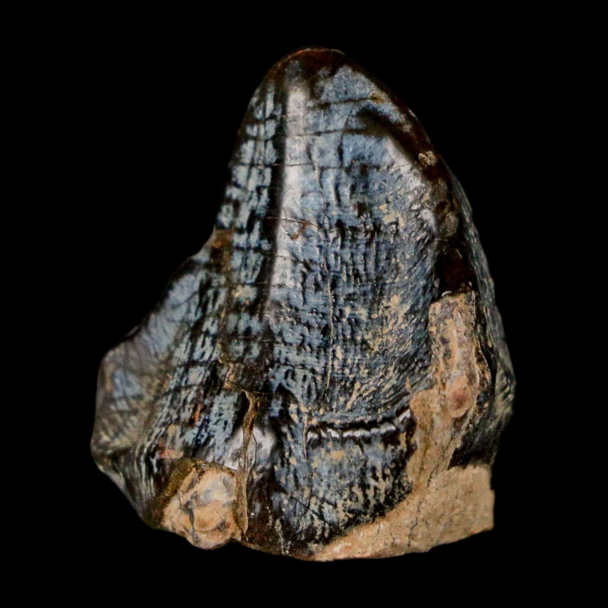 1" Coryphodon Fossil Tooth Willwood Formation Big Horn County Wyoming Stand - Fossil Age Minerals