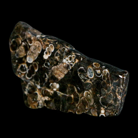 2.4" Polished Cut Slab Of Fossil Turritella Shells Eocene Age Wyoming Gastropod Shells - Fossil Age Minerals