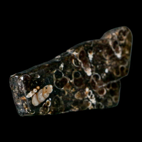 2.4" Polished Cut Slab Of Fossil Turritella Shells Eocene Age Wyoming Gastropod Shells - Fossil Age Minerals