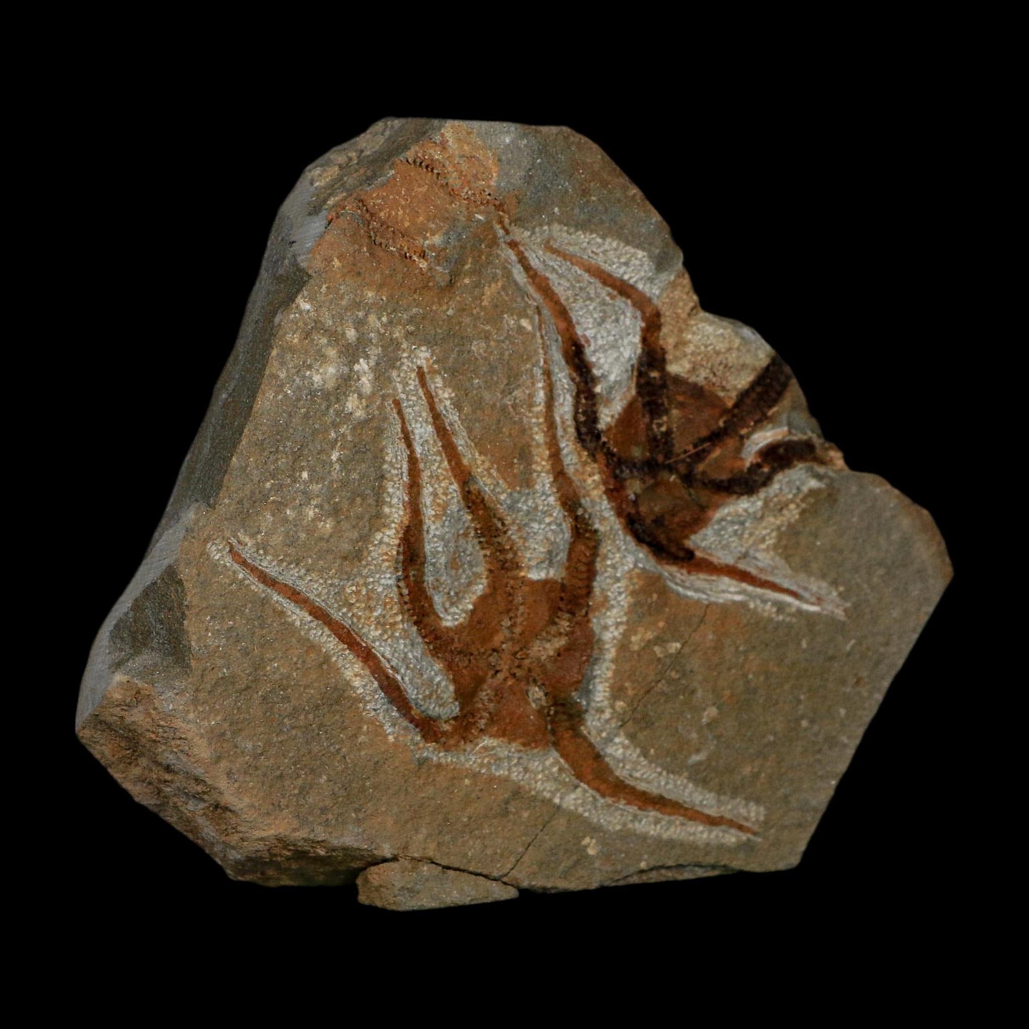 2 Two Brittlestar Ophiura Sp Starfish Fossil Ordovician Age Morocco COA - Fossil Age Minerals