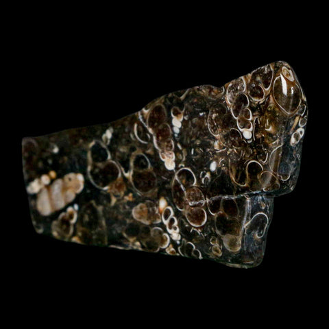 2.4" Polished Cut Slab Of Fossil Turritella Shells Eocene Age Wyoming Gastropod Shells - Fossil Age Minerals