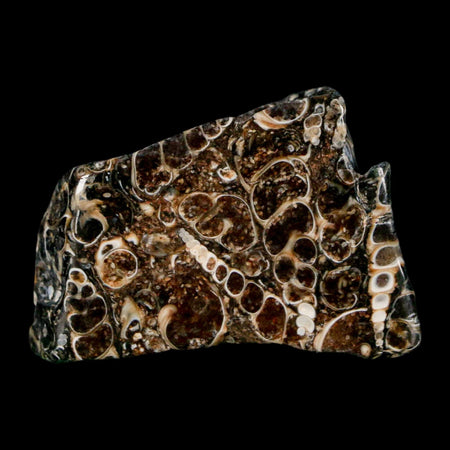 1.8" Polished Cut Slab Of Fossil Turritella Shells Eocene Age Wyoming Gastropod Shells