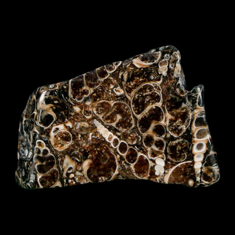 1.8" Polished Cut Slab Of Fossil Turritella Shells Eocene Age Wyoming Gastropod Shells - Fossil Age Minerals