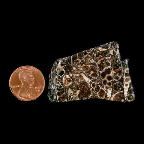 1.8" Polished Cut Slab Of Fossil Turritella Shells Eocene Age Wyoming Gastropod Shells - Fossil Age Minerals