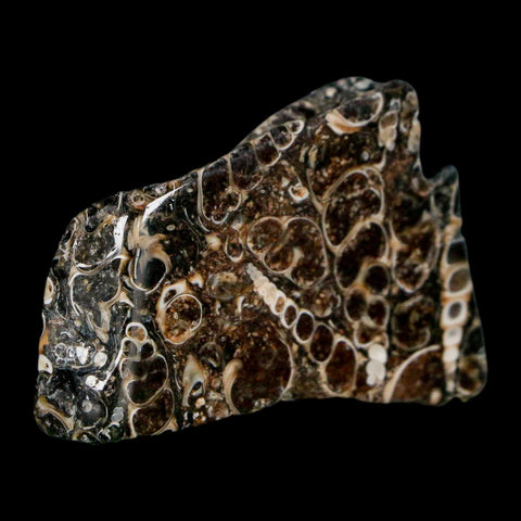 1.8" Polished Cut Slab Of Fossil Turritella Shells Eocene Age Wyoming Gastropod Shells - Fossil Age Minerals