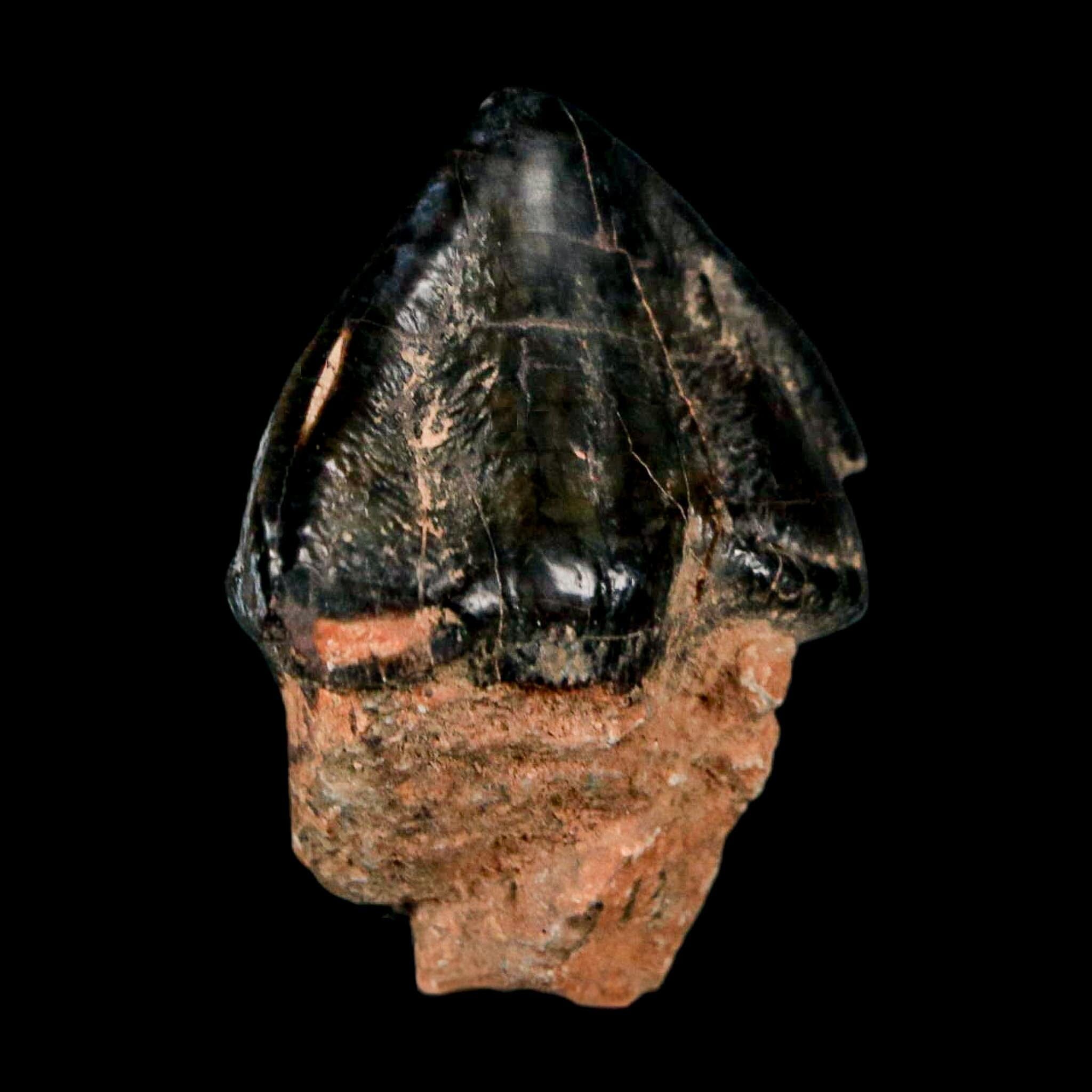 1.3" Coryphodon Fossil Tooth Willwood Formation Big Horn County Wyoming Stand - Fossil Age Minerals