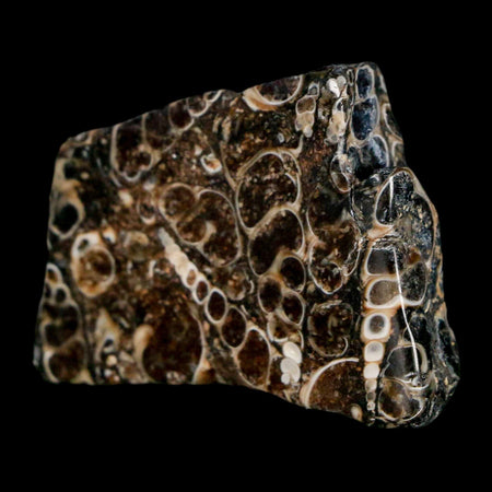 1.8" Polished Cut Slab Of Fossil Turritella Shells Eocene Age Wyoming Gastropod Shells