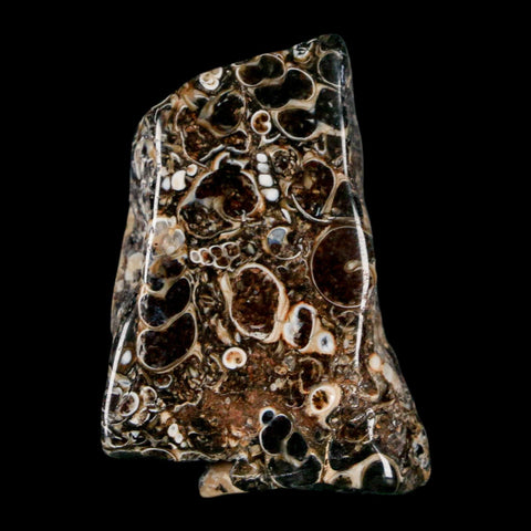 1.8" Polished Cut Slab Of Fossil Turritella Shells Eocene Age Wyoming Gastropod Shells - Fossil Age Minerals