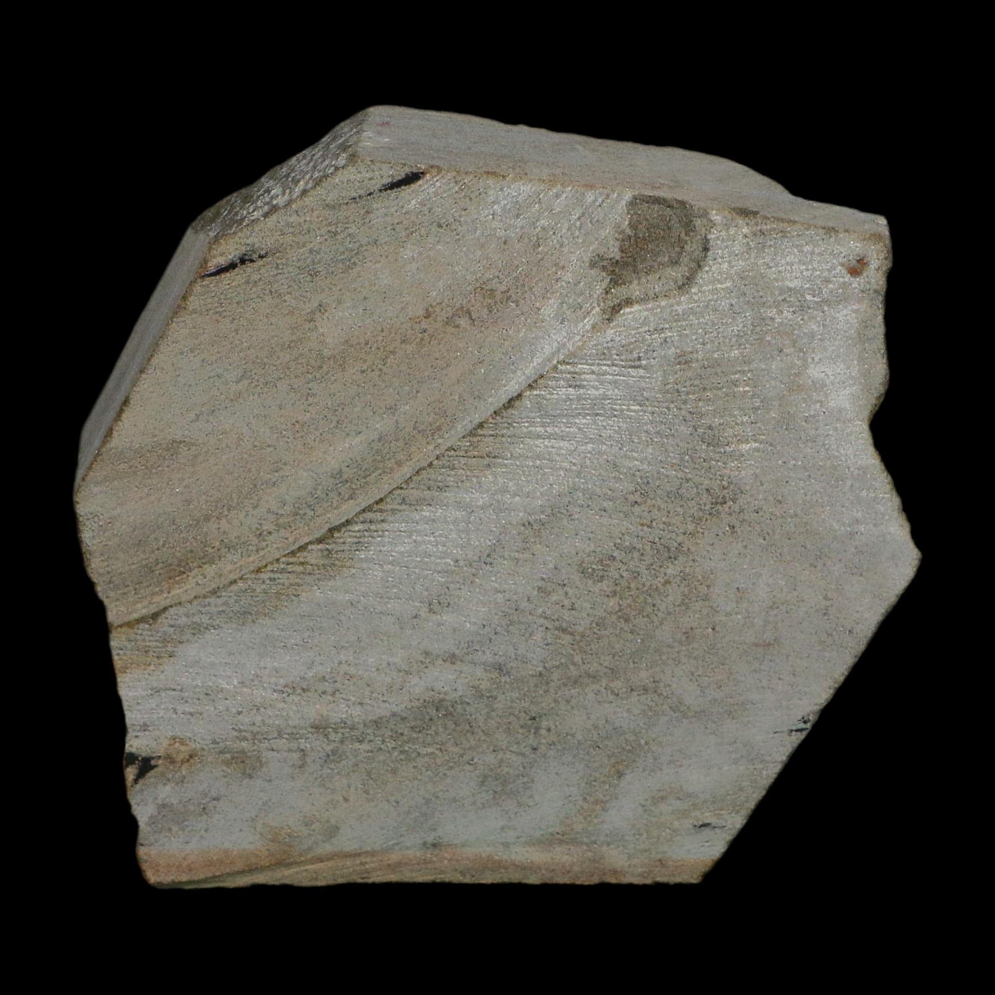 2.6" Brittlestar Ophiura Sp Starfish Fossil Ordovician Age Morocco COA - Fossil Age Minerals