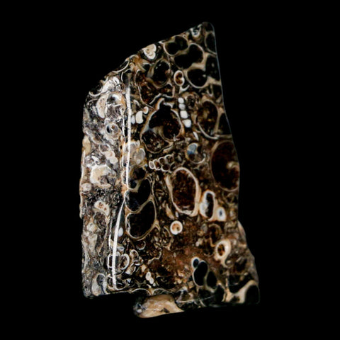 1.8" Polished Cut Slab Of Fossil Turritella Shells Eocene Age Wyoming Gastropod Shells - Fossil Age Minerals